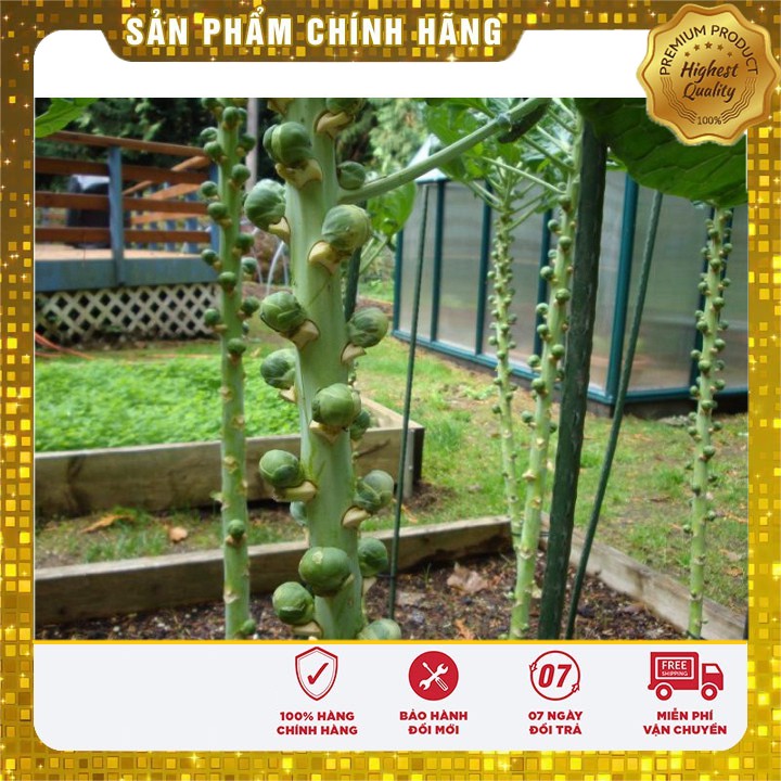 Hạt giống bắp cải mini F1 LUCKY SEEDS - 10 hạt