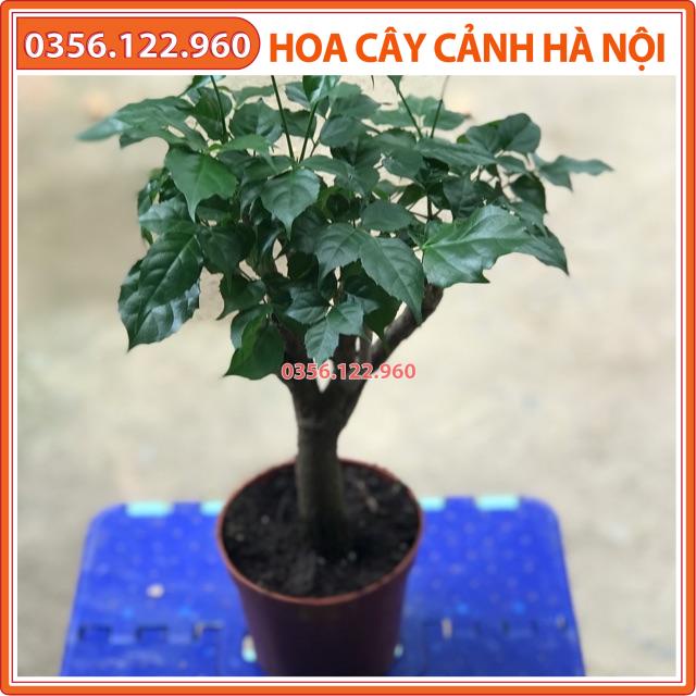 Cây hạnh phúc thân gỗ