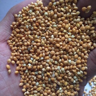 Kê vàng 1kg