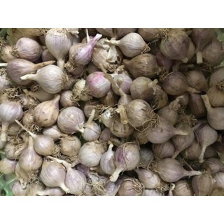 1kg tỏi ta ( sàng sảy sạch sẽ rồi)