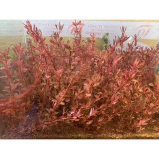 Cây Thủy Sinh Rotala Colorata