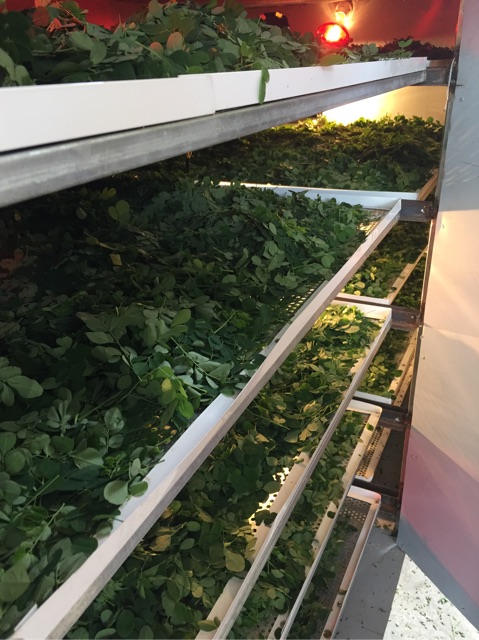 Bột chùm ngây nguyên chất sấy lạnh nhà làm | BigBuy360 - bigbuy360.vn