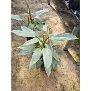 cây kiếm bạc Philodendron Hastatum