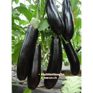 Gói 50 Hạt Giống Cà Tím Dài F1 ĐẠI GIẢM GIÁ TẾT