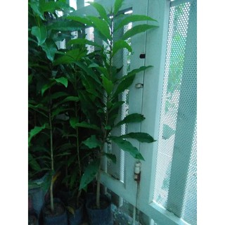 Cây Lộc vừng, chiều cao 80cm (FreeShip)