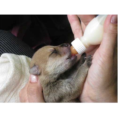 Sữa Bột Dinh Dưỡng Cho Chó Mèo Con - Bio Milk For Pet - Nông Trại Thú Cưng