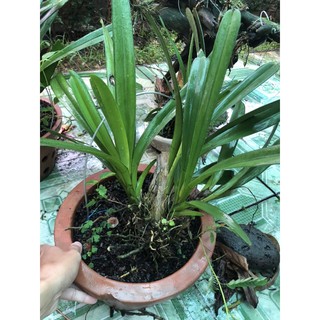 kiếm lùn mặt hoa xổ số