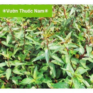 CÂY GIỐNG THUỐC Dòi.(shop bán sỉ tất cả các loại cây trồng, khách sỉ inbox ạ)