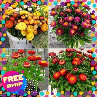 100 Hạt giống Cúc Bất tử (tặng gói Kích nẩy mầm và Hướng dẫn) TRỢ GIÁ KHUẾN MẠI TẾT