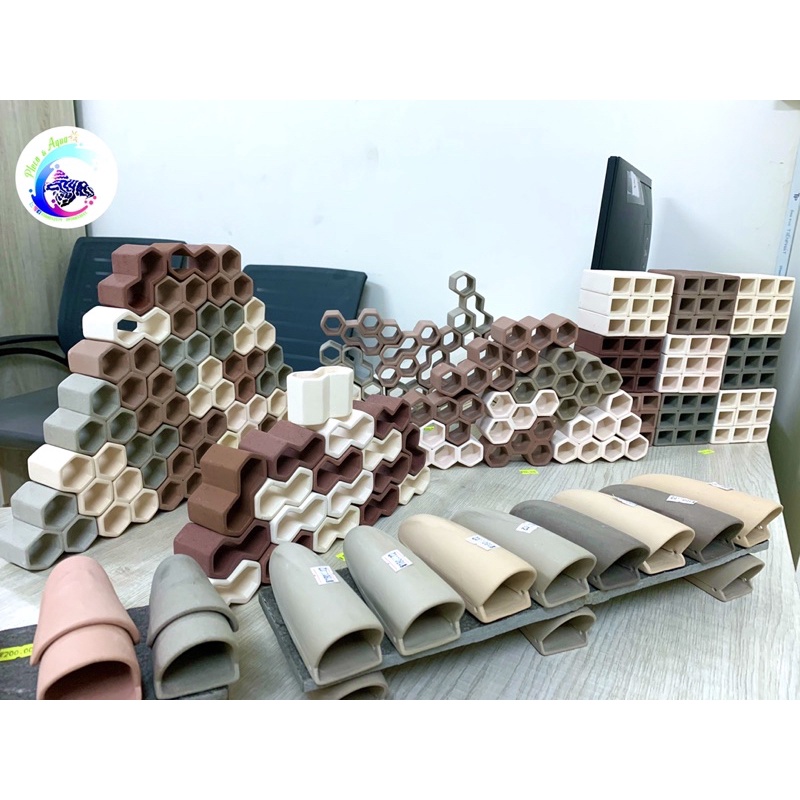 Hang Pleco “HANG SINH SẢN - 180K”