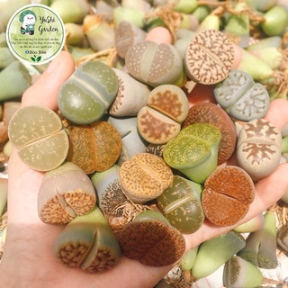 Lithops, thạch lan, sen mông size 2.0-3cm