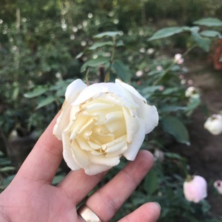 Combo 1 Hồng bạch xếp bụi và 1 hương thảo bé chỉ 210k