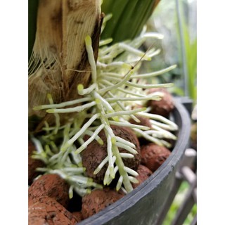 [CHÍNH HÃNG] Siêu Kích Rễ VMC