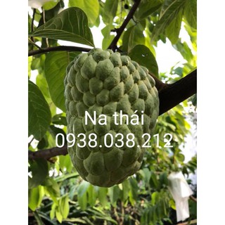CÂY GIỐNG NA THÁI