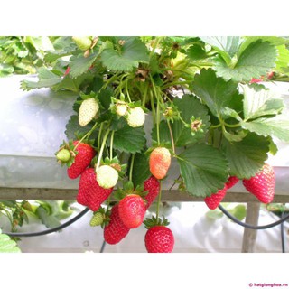 Hạt Giống Dâu Tây Đỏ F1 Quả To Và Sai Quả [shop uy tín]