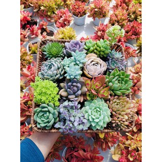 SEN ĐÁ ĐÀ LẠT RANDOM 6 LOẠI SIZE BÉ 🌇 FREESHIP 🚕 THÁCH THỨC MỌI KHÍ HẬU 💙 HƯ 1 ĐỔI 1