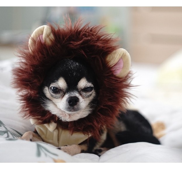 1.5kg(❁´◡`❁)ROYAL CANIN CHIHUAHUA ADULT Kích thích sự thèm ăn Hình dạng nhỏ gọn nhỏ gọn thích hợp cho hàm nhỏ.