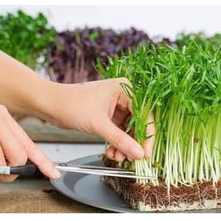 đất nén hữu cơ,đất nén sơ dừa,trồng rau,lan
