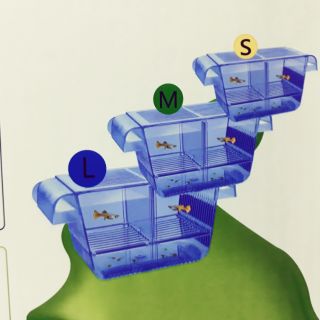 Box dưỡng cá kiểng mica (hộp 3 cái- size S , M và L)