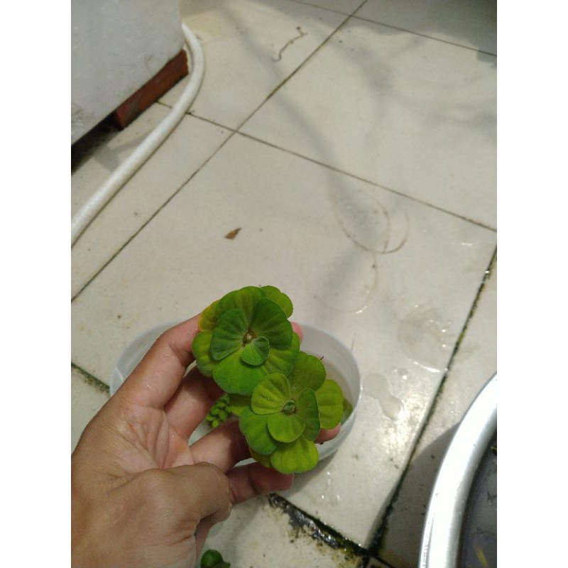 combo 4 loại bèo siêu lọc nước