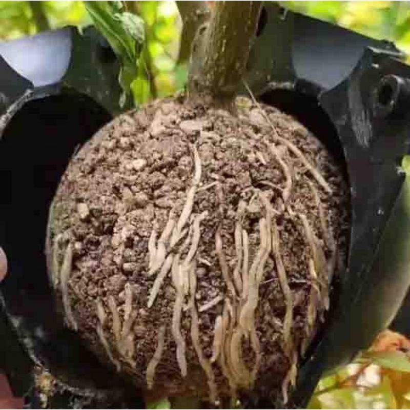 Thuốc siêu ra rễ, giâm chiết cành, chống vàng lá chết cây con