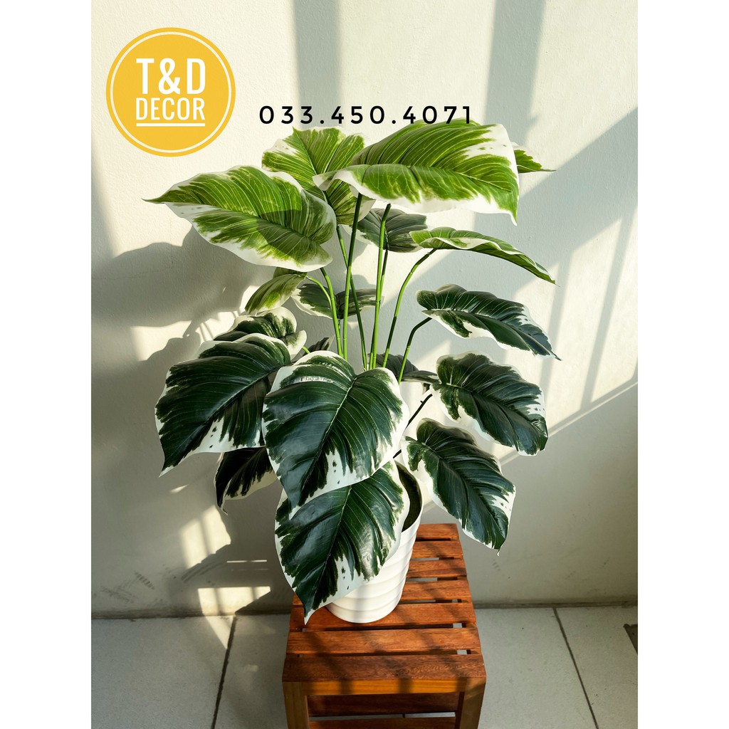 Trầu bà viền trắng 70cm - cây hoa giả decor