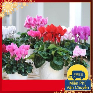 Hạt Giống Hoa Anh Thảo