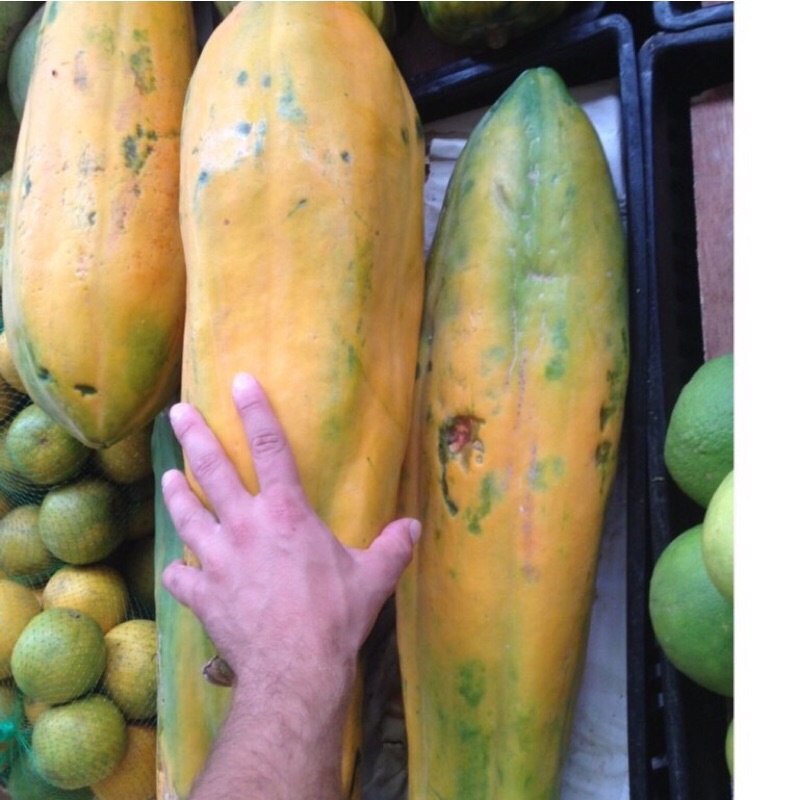 Hạt giống đu đủ khổng lồ MangNum F1