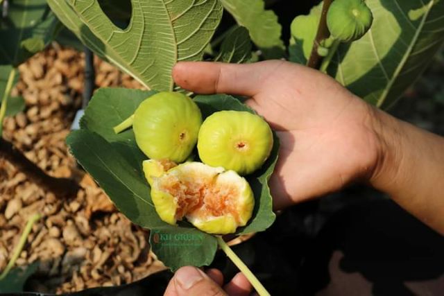 Cây Sung Mỹ...cao 60cm.