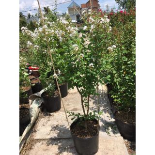 Tường Vi trắng ...tinh khôi☆☆☆☆☆