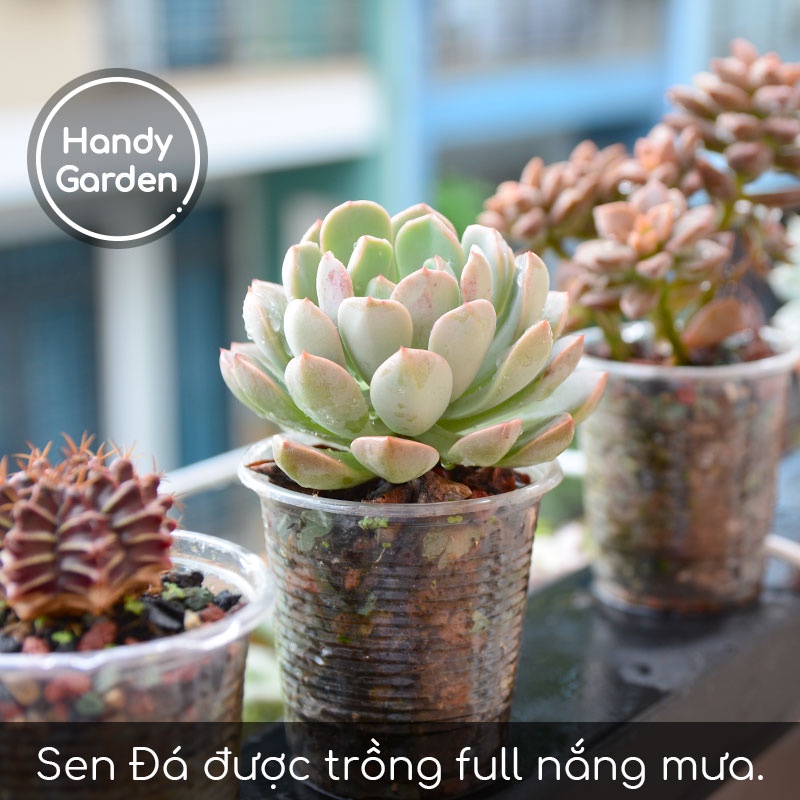 Handy Soil 200g - Đất Trồng Sen Đá Mùa Mưa Sài Gòn