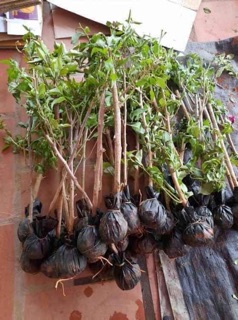 Hoa giấy cây dễ trồng, dễ chăm sóc