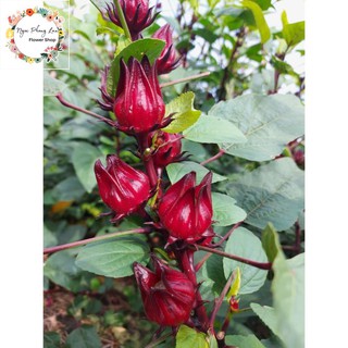 Giống cây giấm, hoa atiso đỏ - gói 2 gram