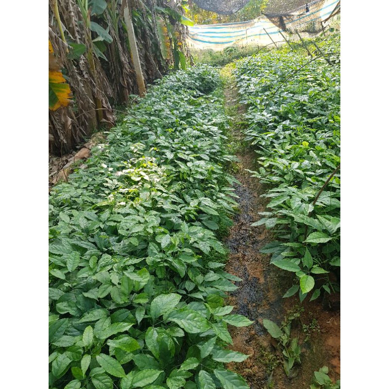 🌱Giống cây Lá Đắng, Cây Lá Lằng, Lá Chân Chim Đặc Sản Thanh Hóa🌱