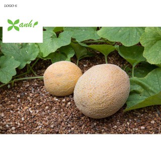 Hạt Giống Dưa Lưới Lõi Vàng Oval  (10 hạt)