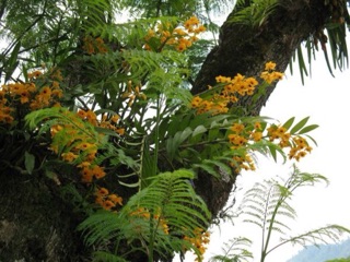 Hoàng thảo long nhãn