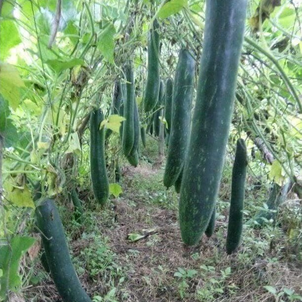 Hạt Giống Bí Sặt ( Bí Đao )