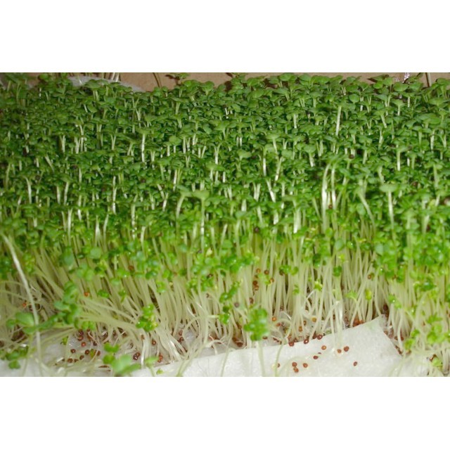 Hạt Giống Cải Mầm  Phú Nông - Gói 50g-100g