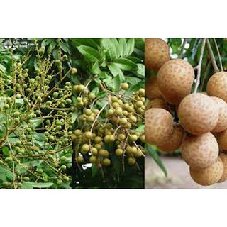 Cây Giống Thanh Nhãn ghép bầu to.