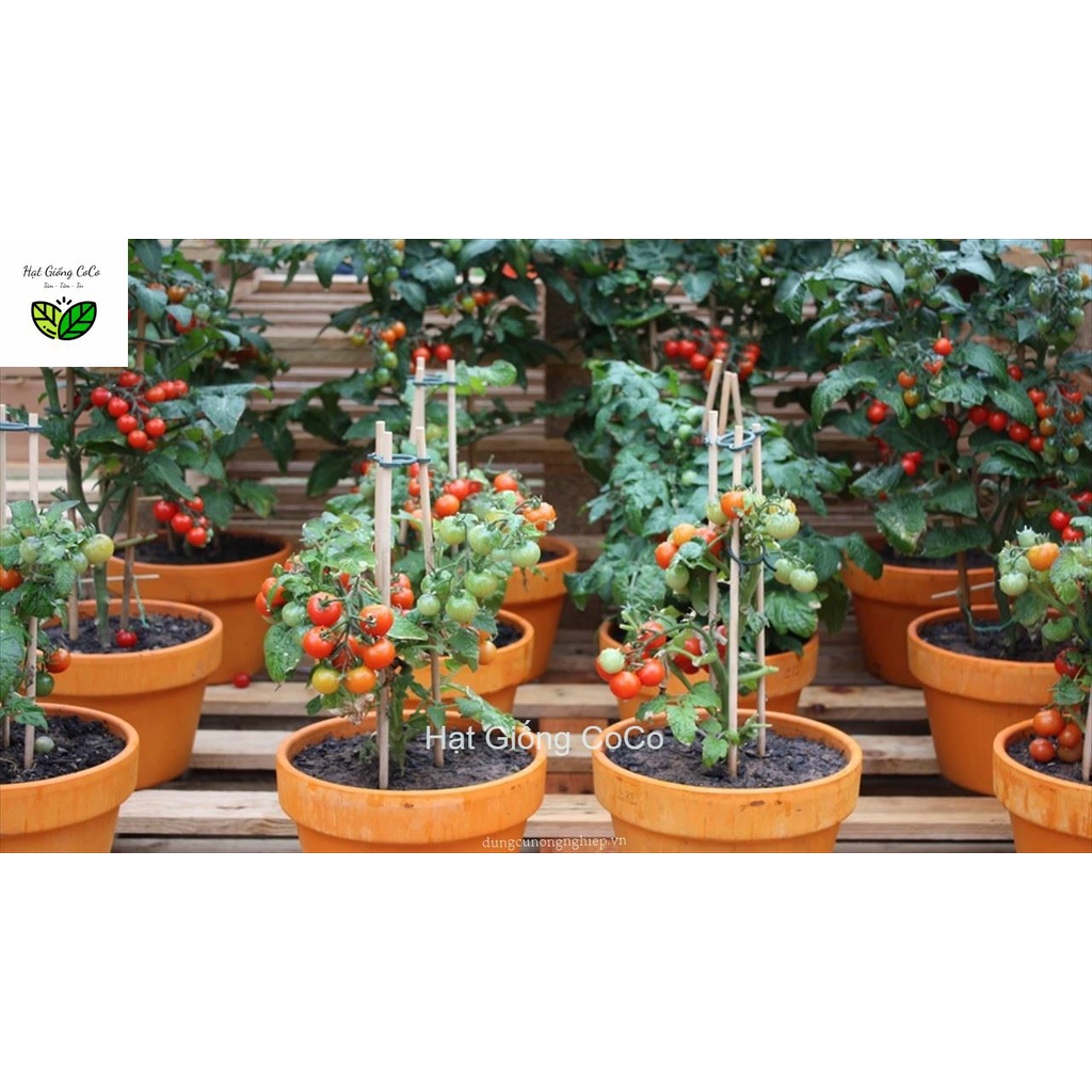 Hạt Giống Cà Chua Bi Đỏ Lùn Trồng Chậu 30 Hạt, Dễ Nảy Mầm, Cây Phát Triển Khỏe