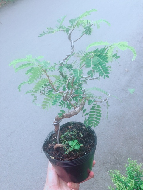 Cây Me Bonsai