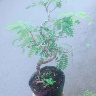 Cây Me Bonsai