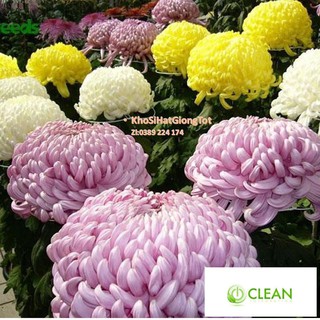 Hạt Giống Hoa Cúc Đại Đóa Bông To 10cm Cánh Nhuyễn Mix Màu 70cm (Callistephus)