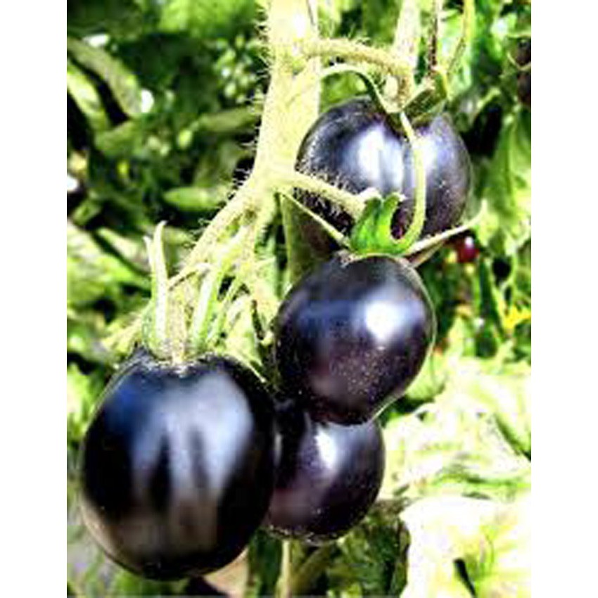 Hạt giống cà chua đen gói 0,1gr,xuất xứ ẤN ĐỘ.tặng ngay gói phân và kích mầm kèm hướng dẫn khi mua sản phẩm Cà Chua Đen