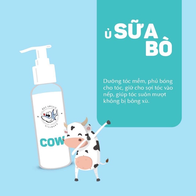 Cow- ủ sữa bò