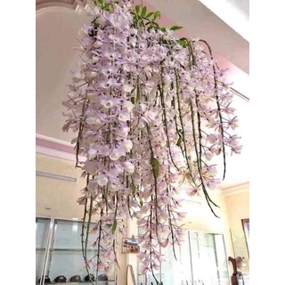 Hoa Lan đột biến hạc vỹ