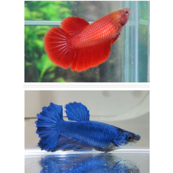 1Cặp BETTA trống mái size vừa tặng thức ăn giao ngẫu nhiên