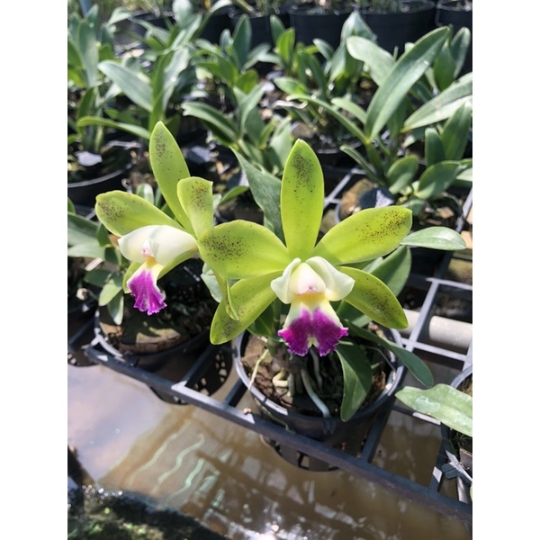 Lan Cattleya land wood màu xanh