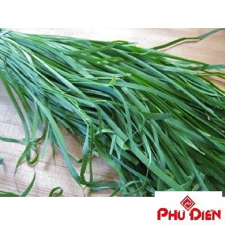 100 Hạt giống rau hẹ ta  PHÚ ĐIỀN
