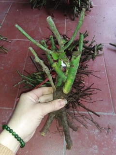 Gốc hồng rễ trần